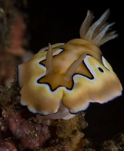 Chromodorididae    Horseshoe Bay Rinca /Komodo by John Roach 